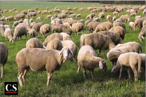 Kiêu ngạo và khiêm nhường: Nguyên nhân và giải pháp cho chủ nghĩa tương đối về luân lý