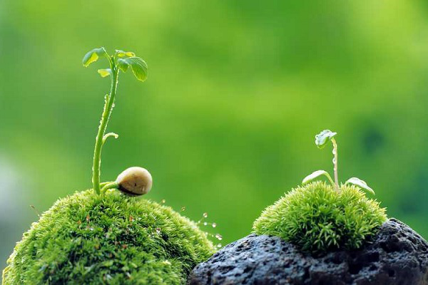 Suy niệm Tin mừng thứ Sáu - Tuần 3 - Thường niên (Mc 4, 26-34)